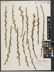 Foto von Salix petiolaris Sm.